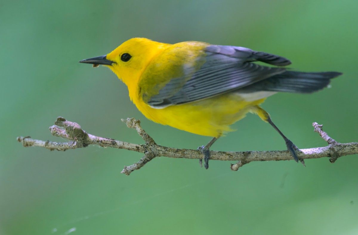 Prothonotary Warbler - ML620291302