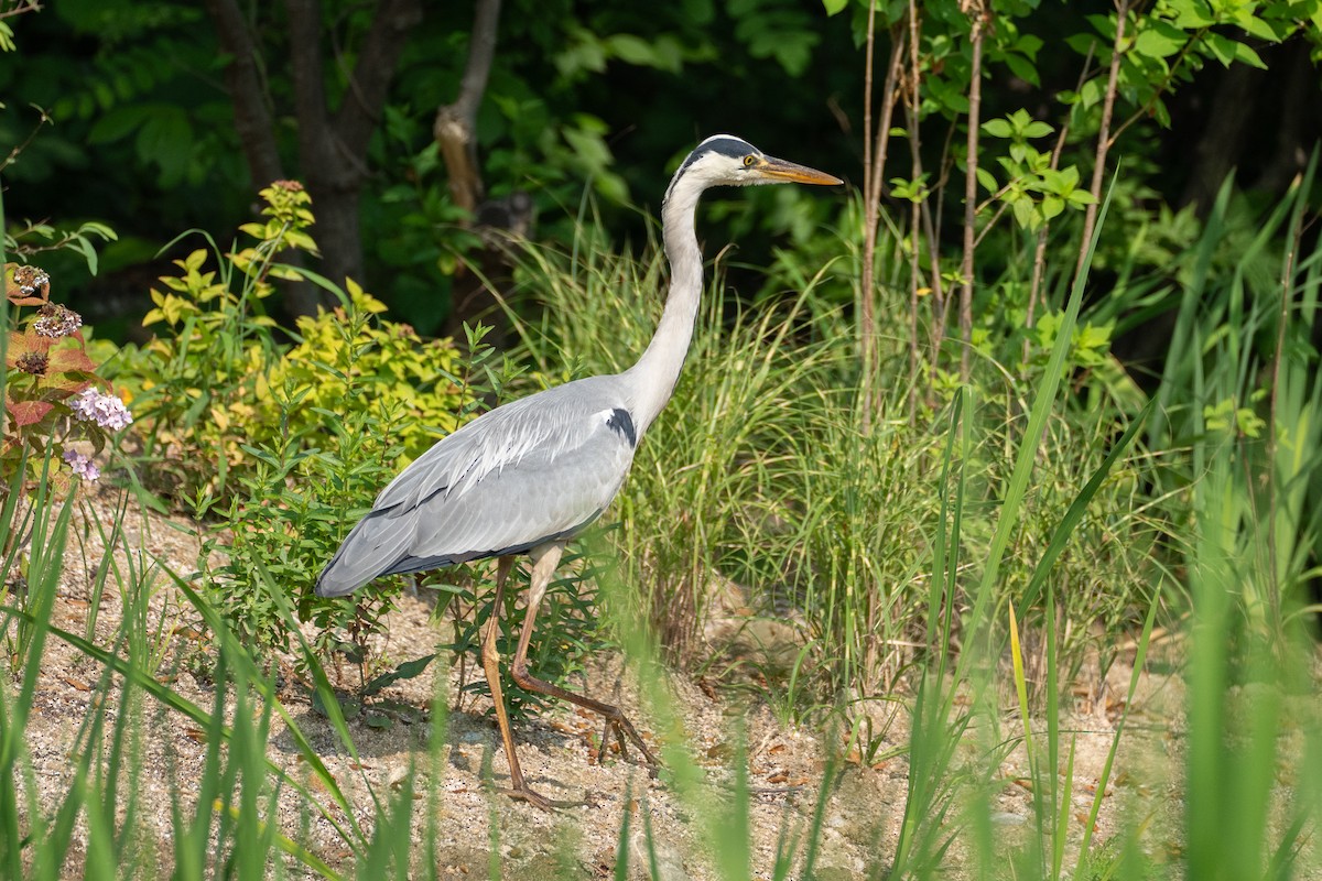 Gray Heron - ML620291304