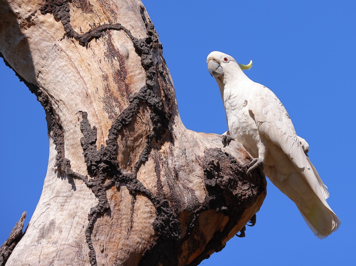 Cacatúa Galerita - ML620291308