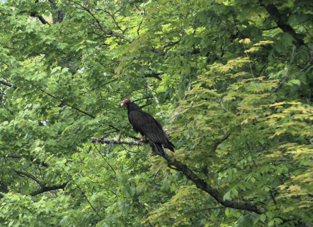 Turkey Vulture - ML620291316