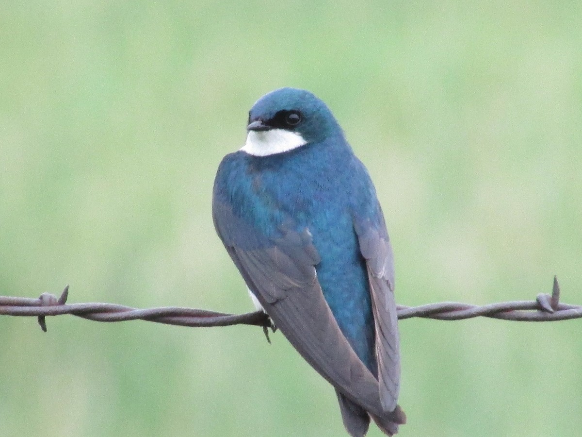 Tree Swallow - ML620291317