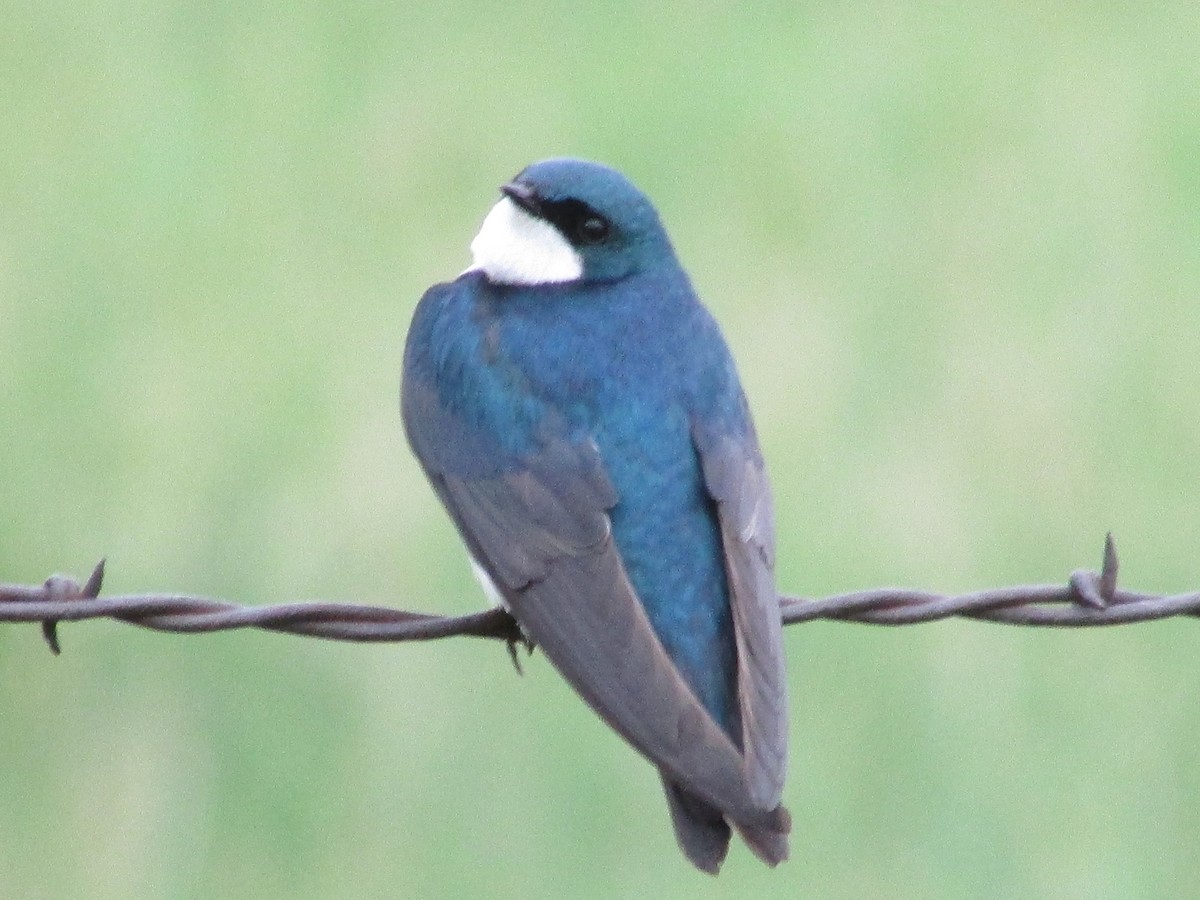 Tree Swallow - ML620291318