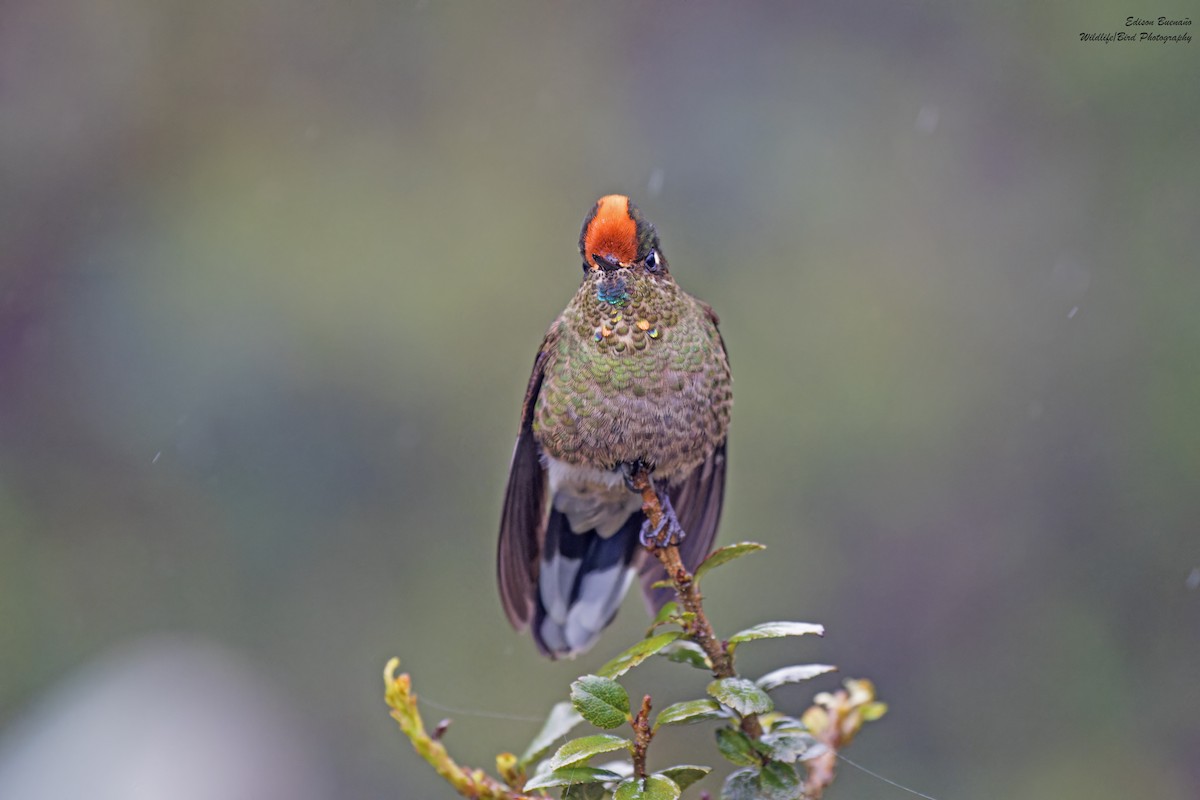 Rainbow-bearded Thornbill - ML620291321