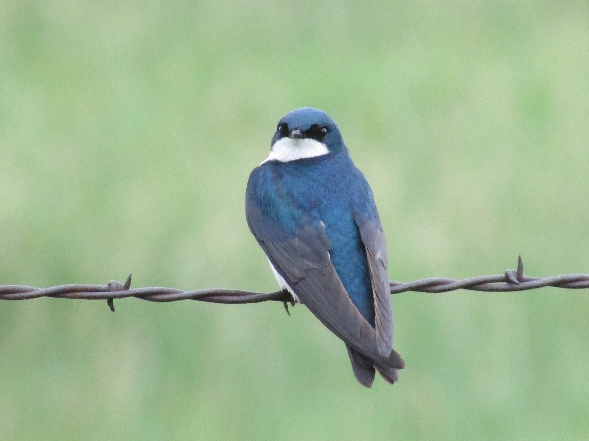 Golondrina Bicolor - ML620291322