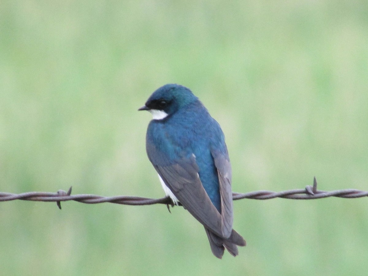 Tree Swallow - ML620291324