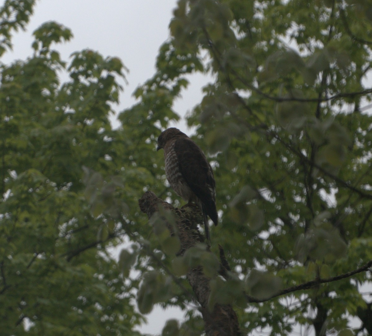 Broad-winged Hawk - ML620291325