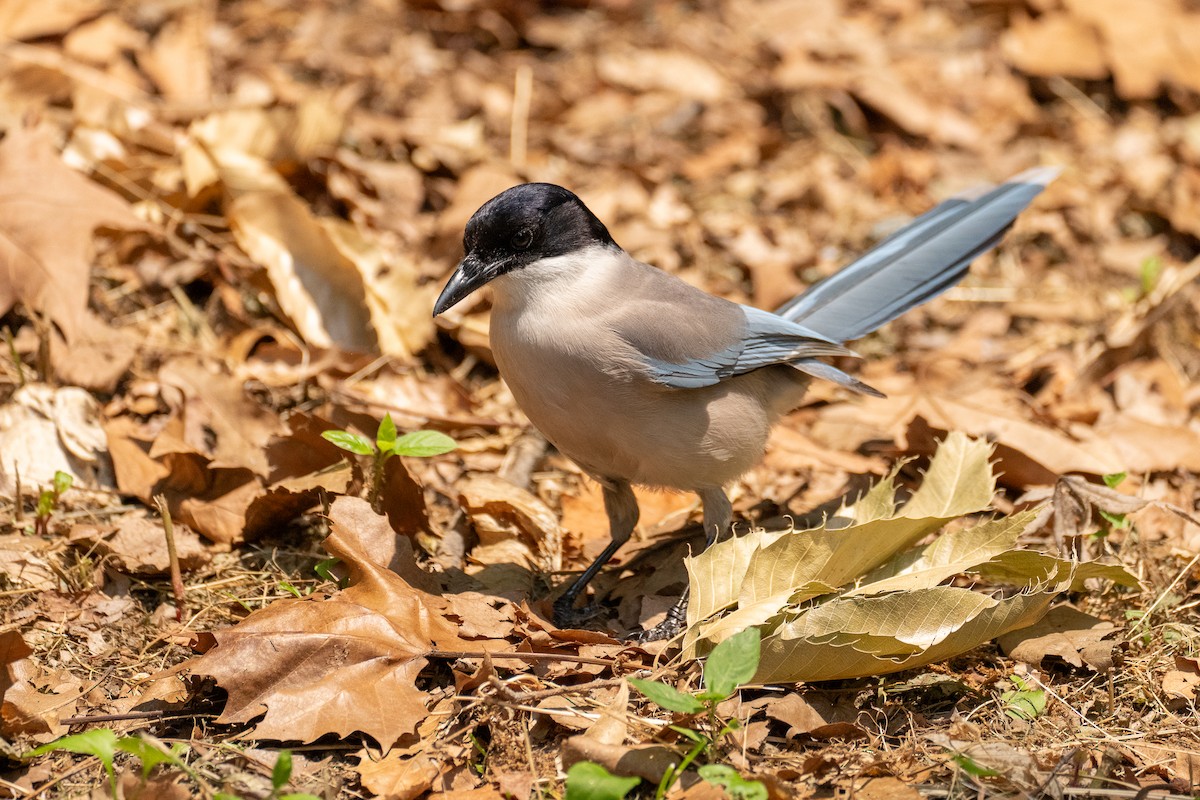 Azure-winged Magpie - ML620291327