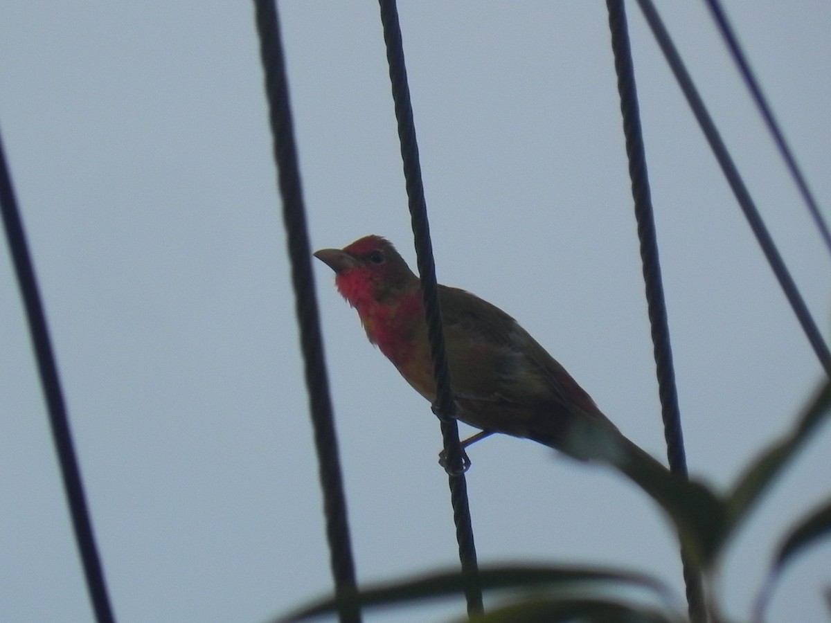 Summer Tanager - ML620291335