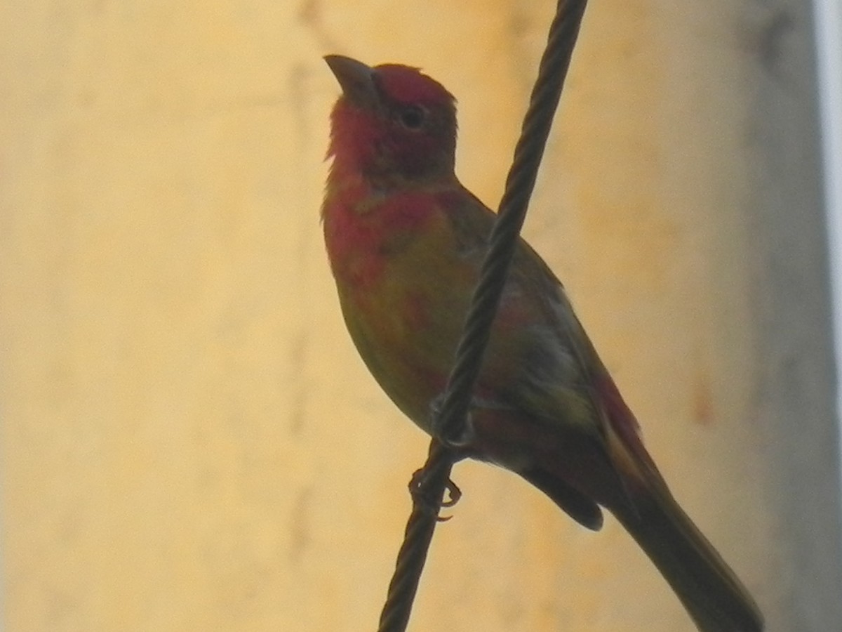 Summer Tanager - ML620291337