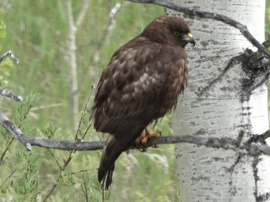 Red-tailed Hawk - ML620291347