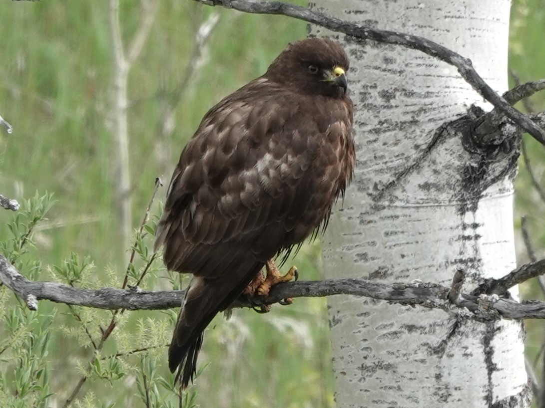 Red-tailed Hawk - ML620291348