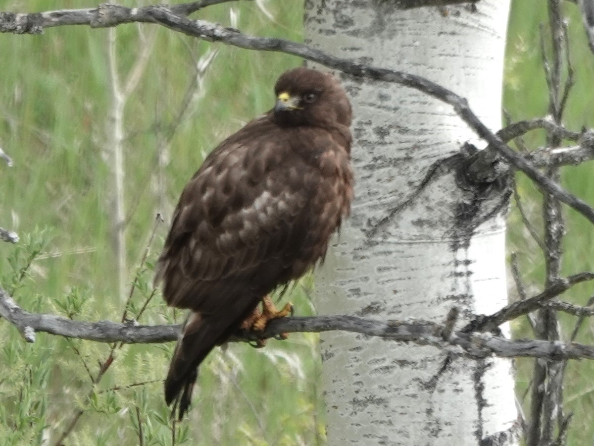 Red-tailed Hawk - ML620291349