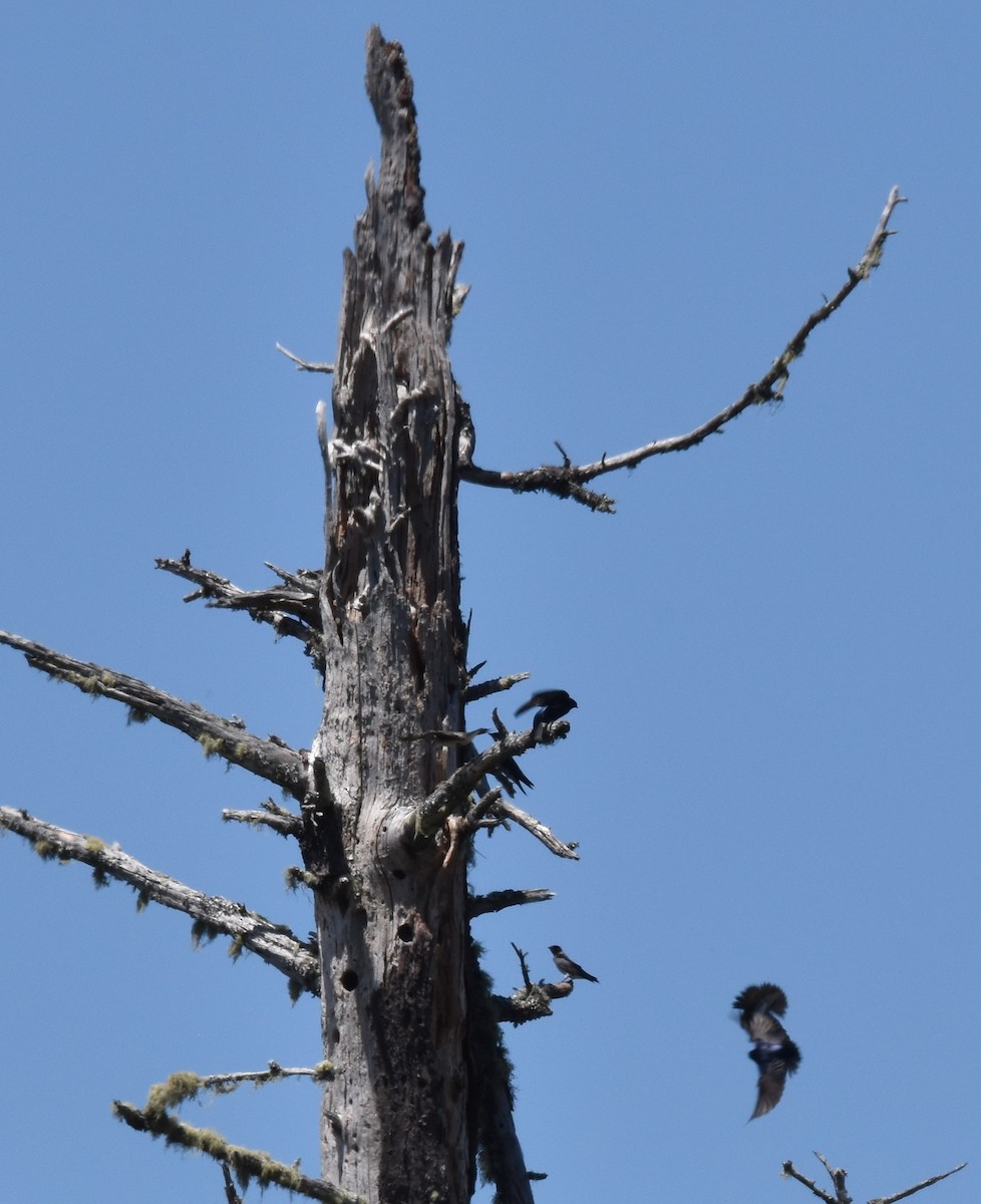 Purple Martin - ML620291351