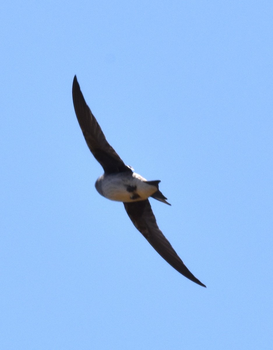 Golondrina Purpúrea - ML620291352