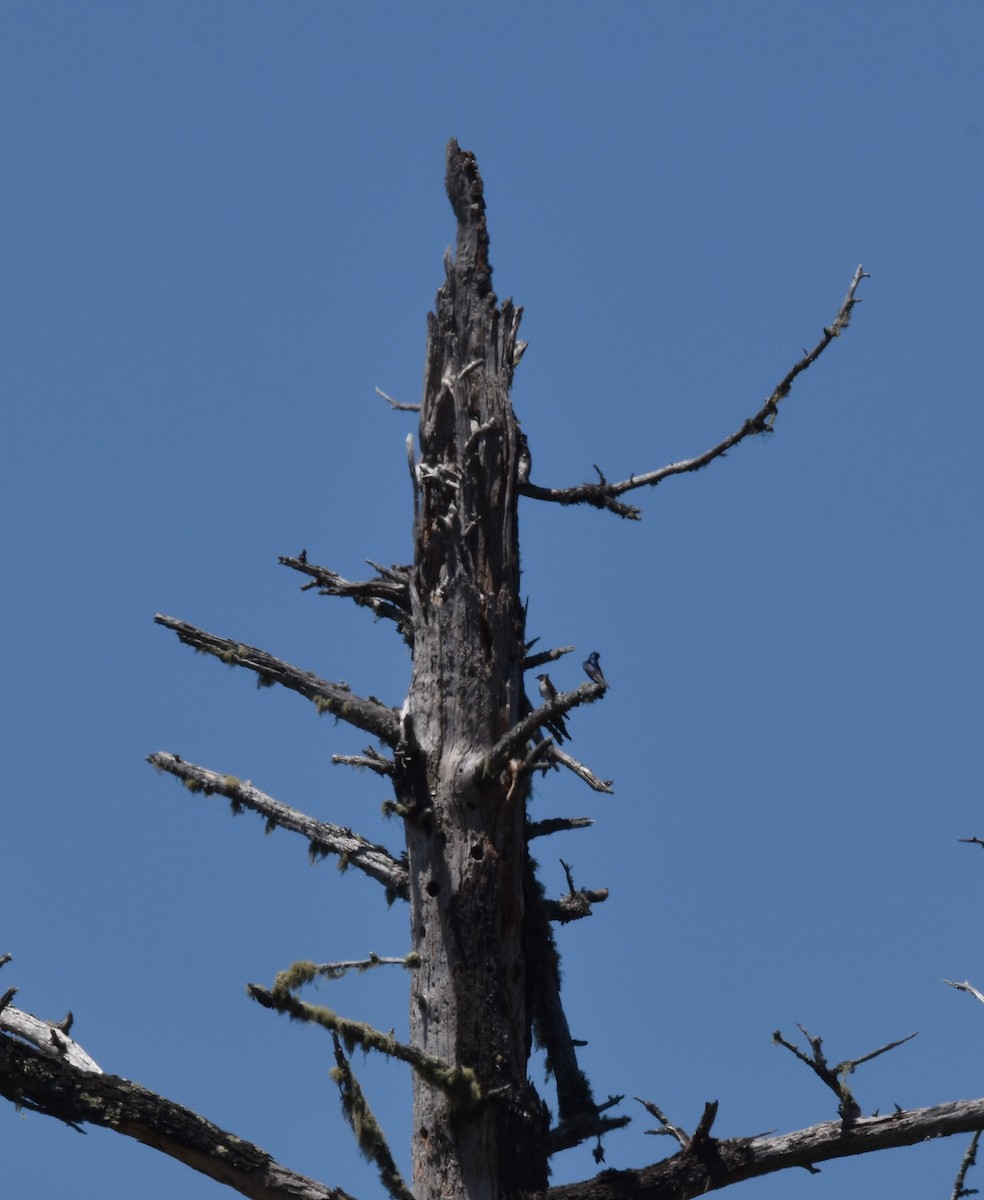 Purple Martin - ML620291353