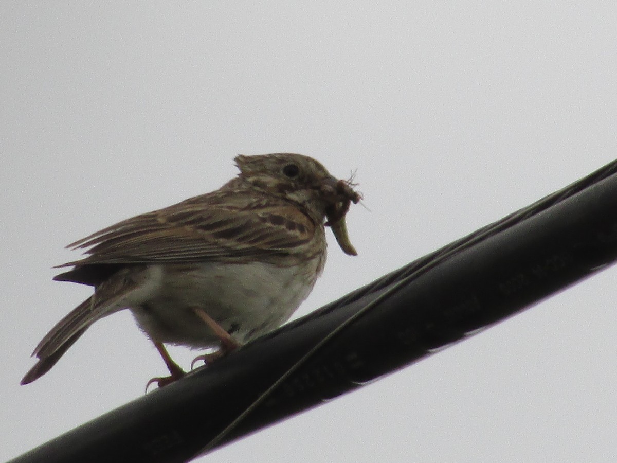 Vesper Sparrow - ML620291362