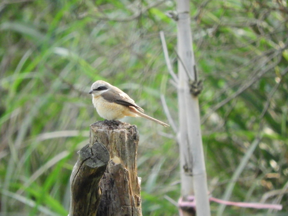 Brown Shrike - ML620291364