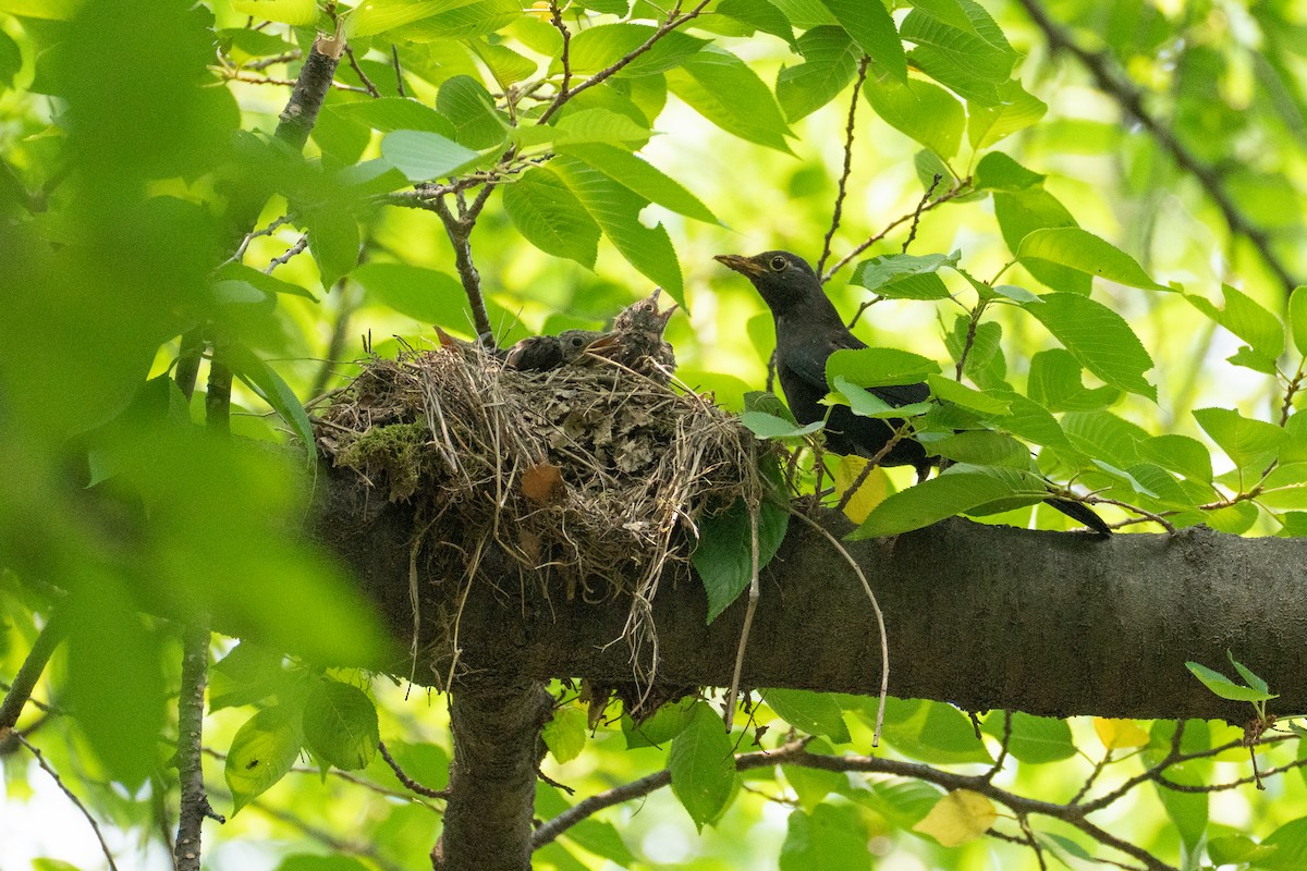 Chinese Blackbird - ML620291365