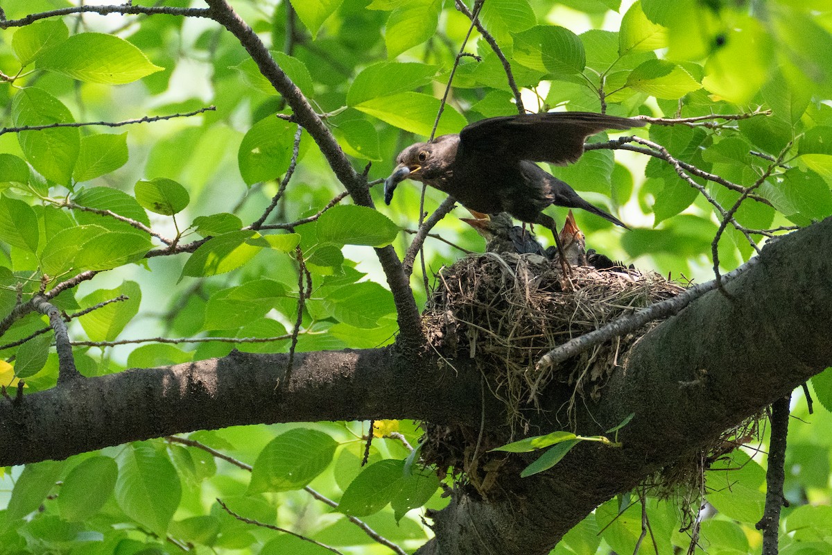 Chinese Blackbird - ML620291368