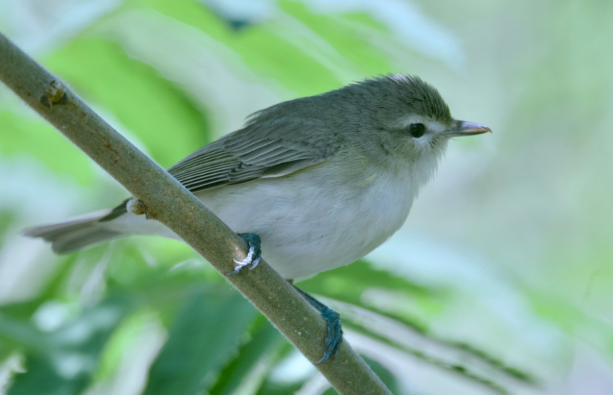 Warbling Vireo - ML620291369