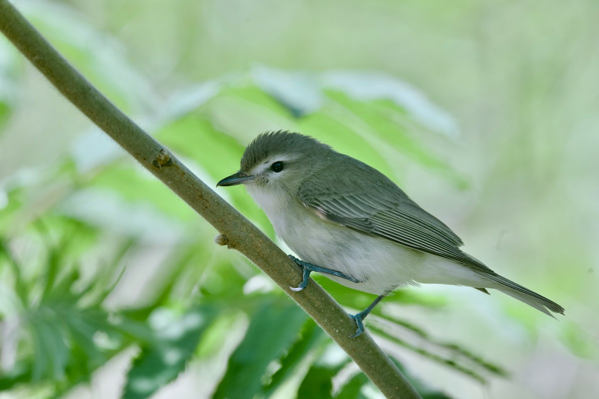 Warbling Vireo - ML620291371