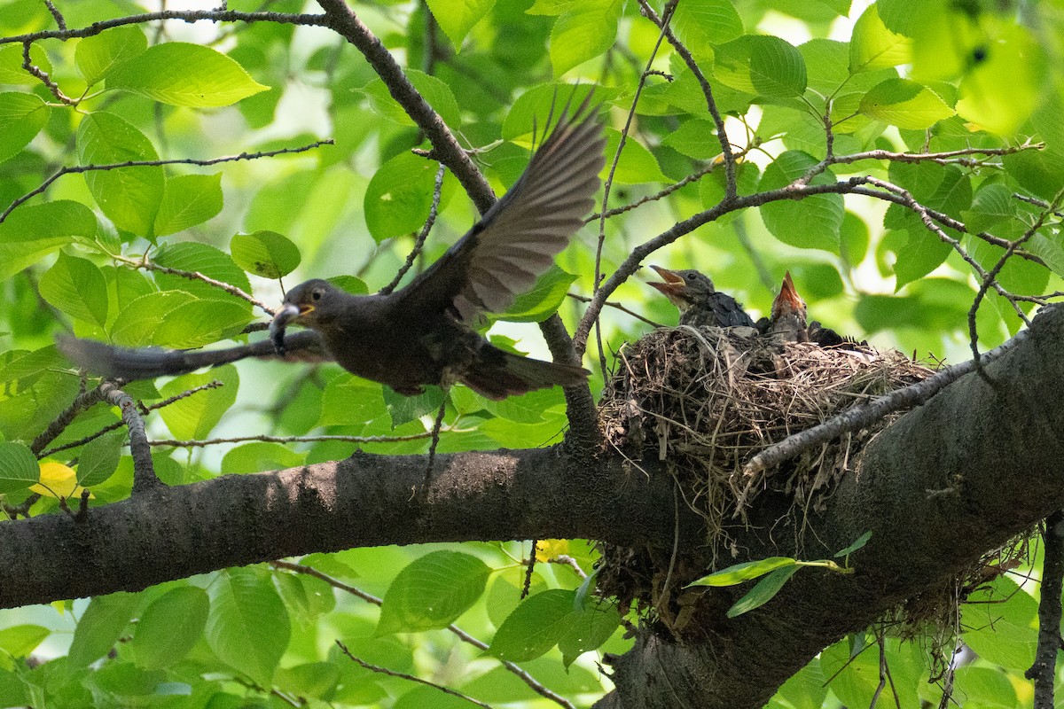 Chinese Blackbird - ML620291372