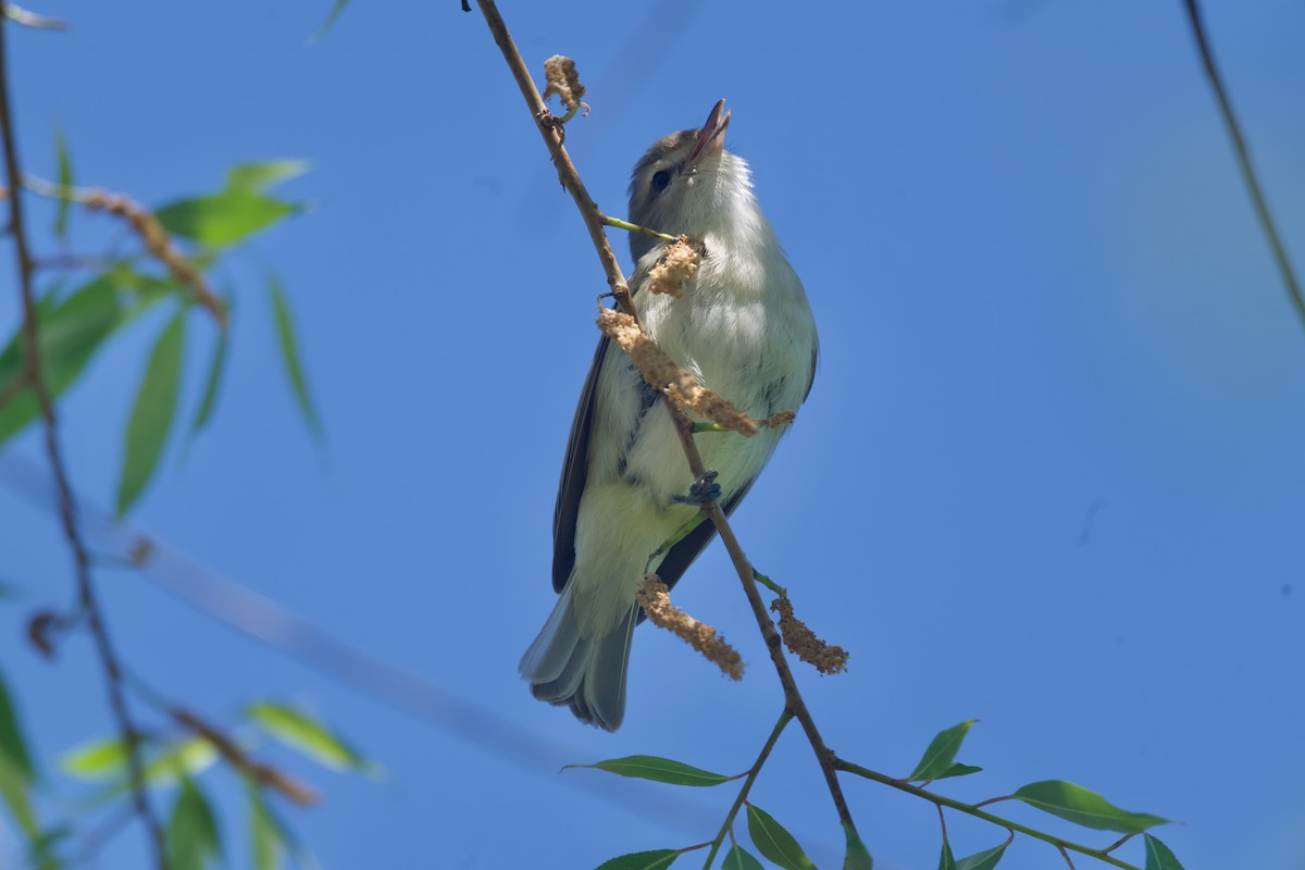 Ötücü Vireo - ML620291373