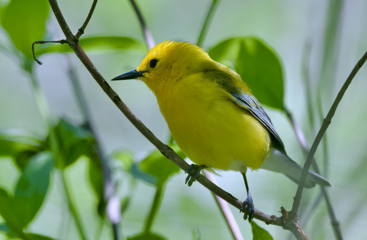 Prothonotary Warbler - ML620291375