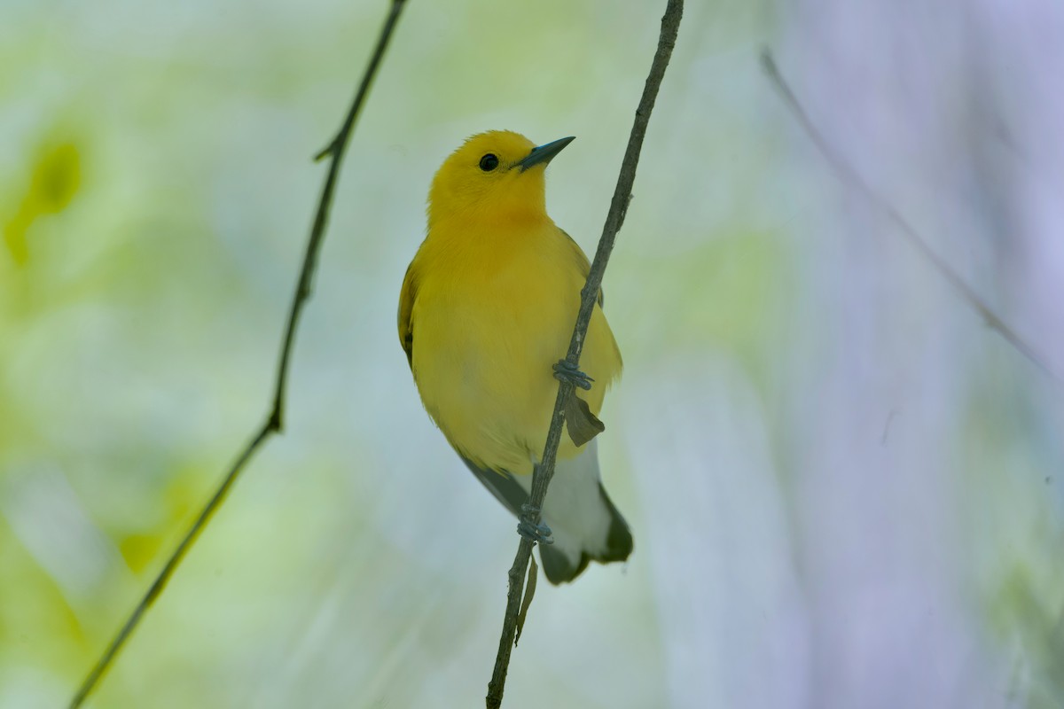 Prothonotary Warbler - ML620291376