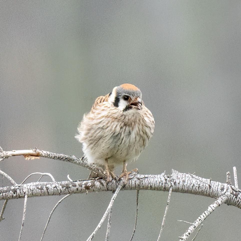 American Kestrel - ML620291379