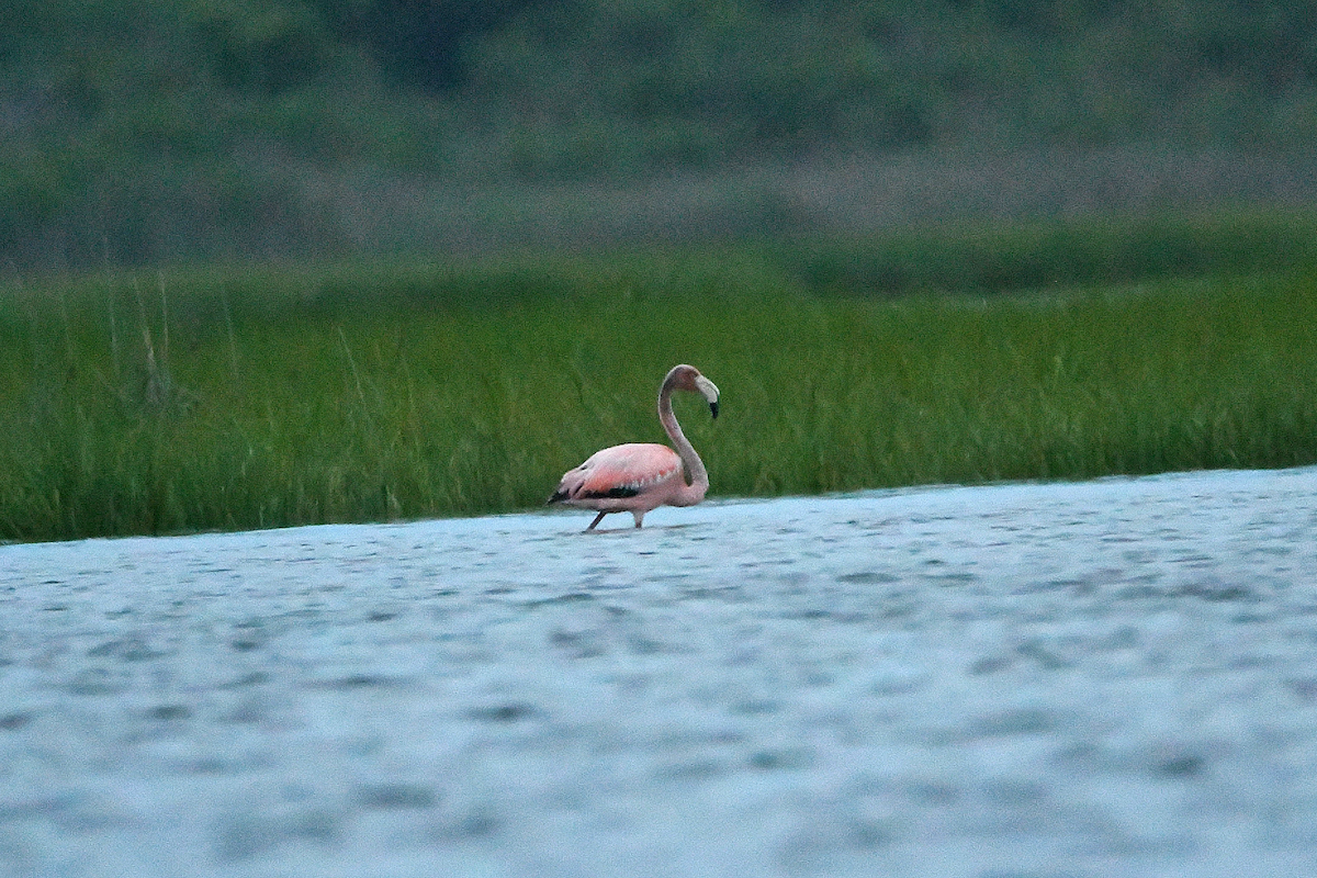 American Flamingo - ML620291380