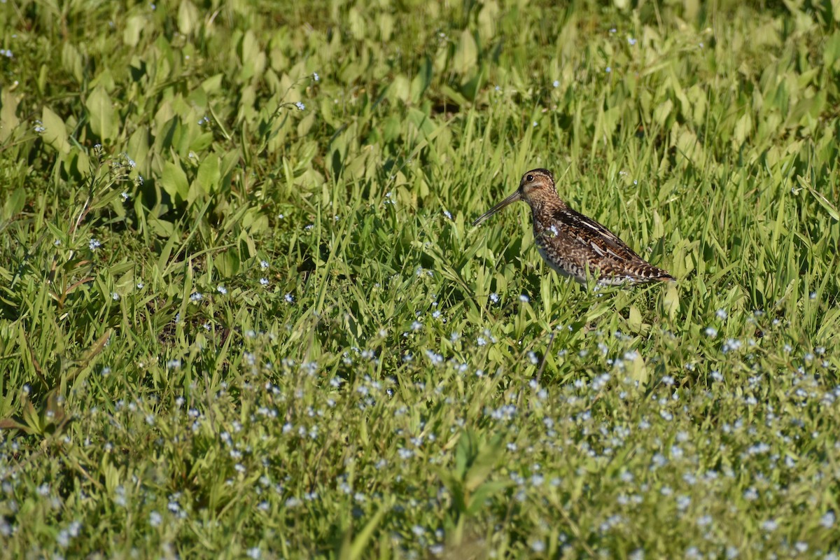 Wilson's Snipe - ML620291382