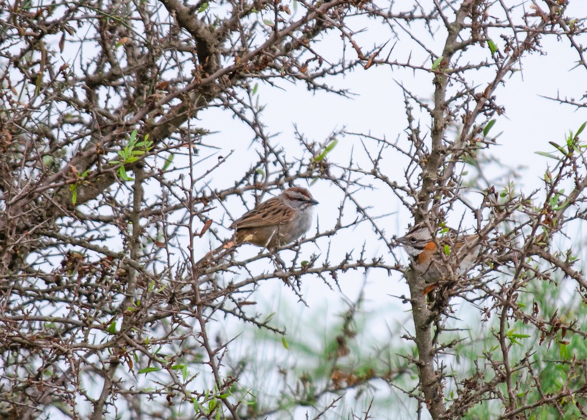 Chaco Sparrow - ML620291384