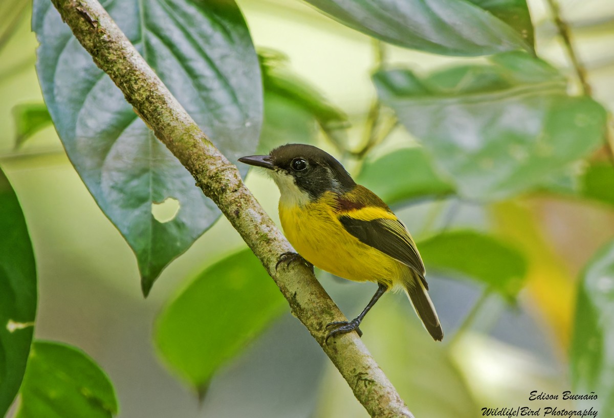 Golden-winged Tody-Flycatcher - ML620291385