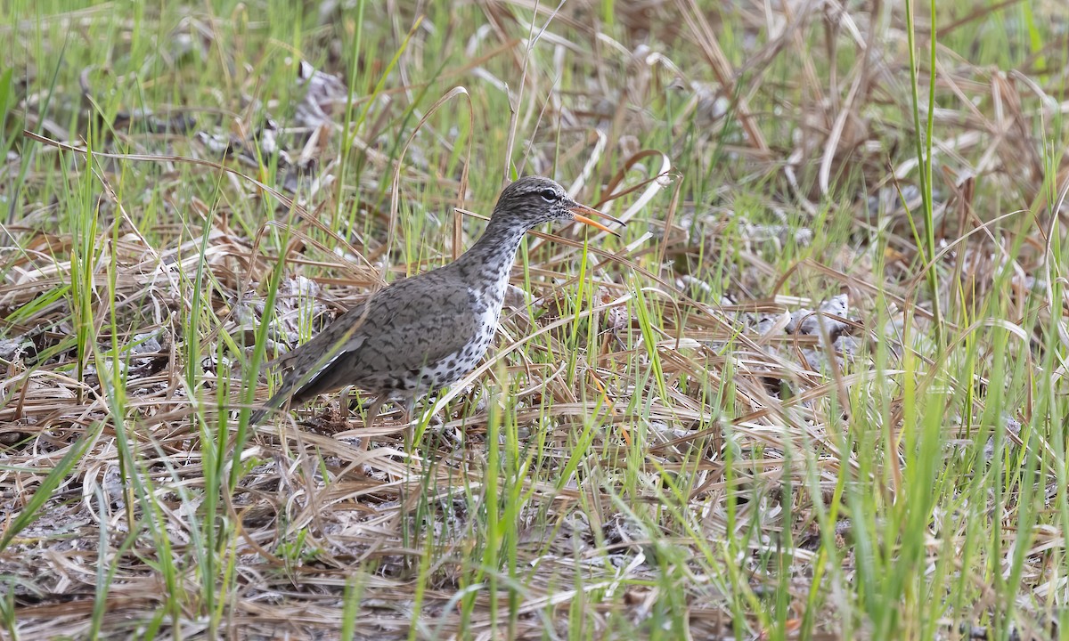 Spotted Sandpiper - ML620291386