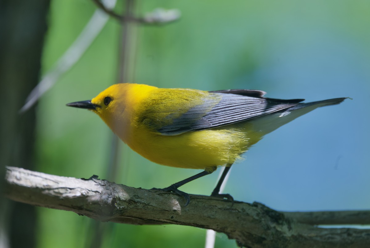 Prothonotary Warbler - ML620291387