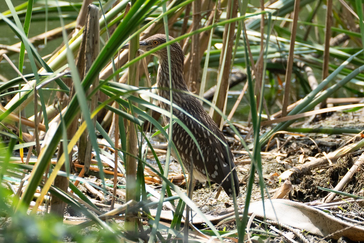 Black-crowned Night Heron - ML620291388