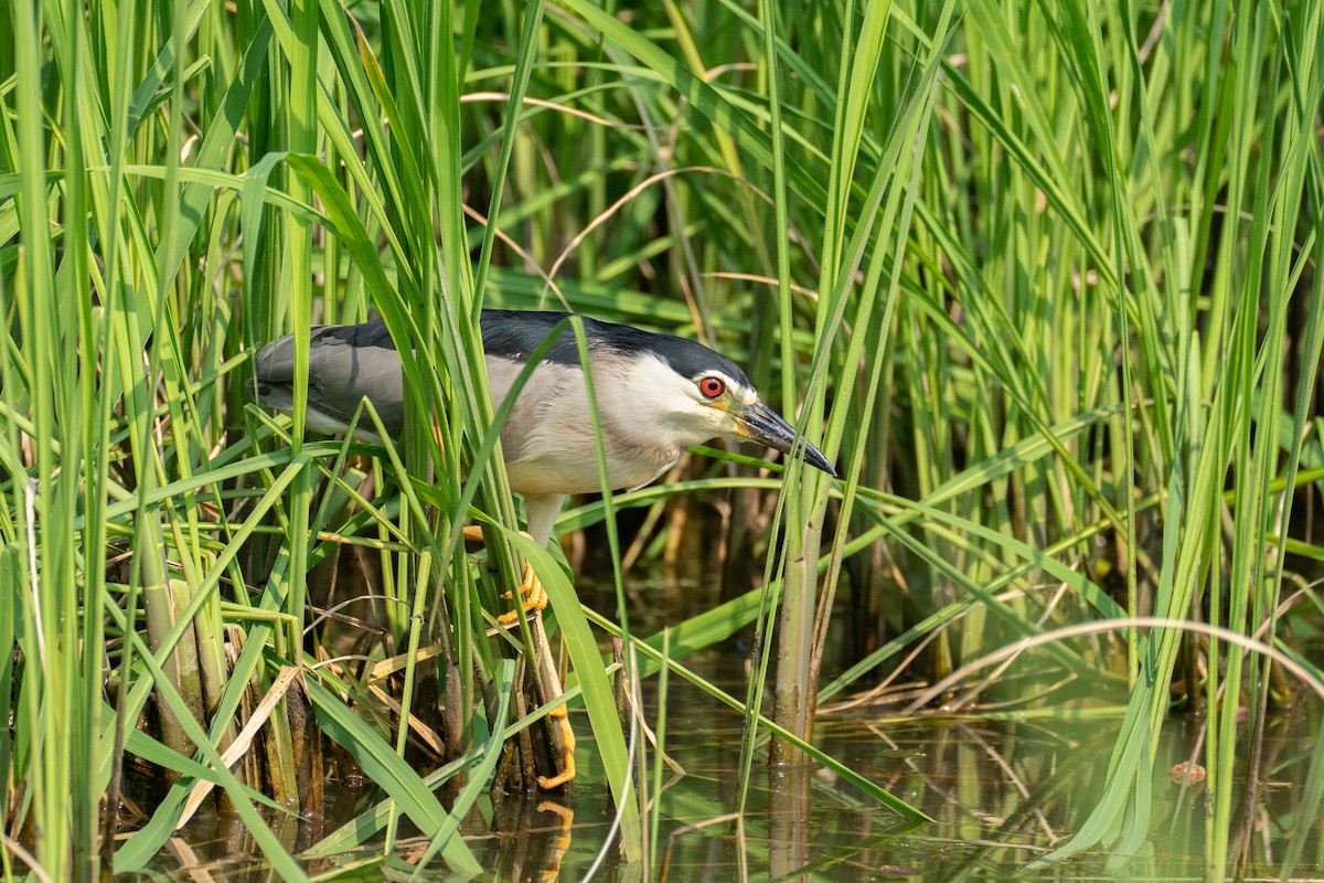 Black-crowned Night Heron - ML620291389