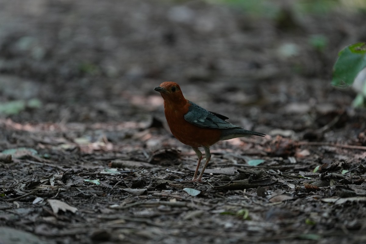 Orange-headed Thrush - ML620291390