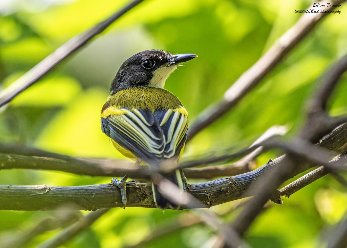 Golden-winged Tody-Flycatcher - ML620291392