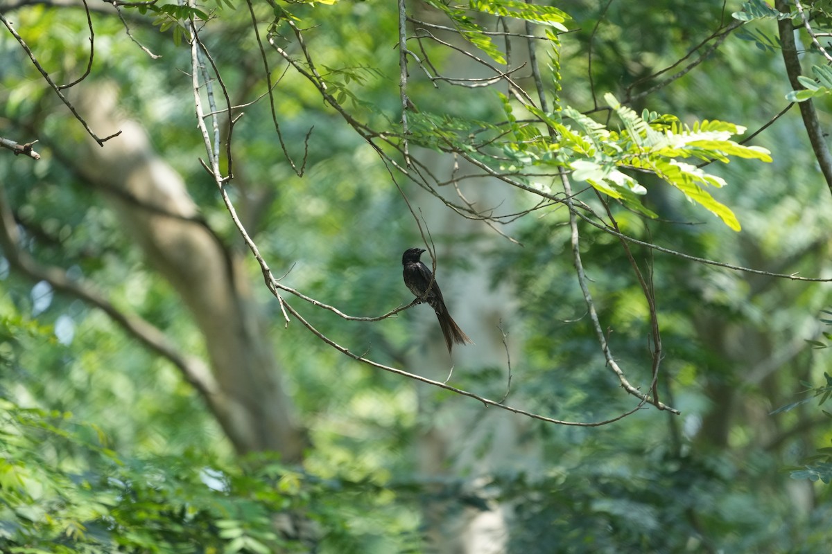 Black Drongo - ML620291393