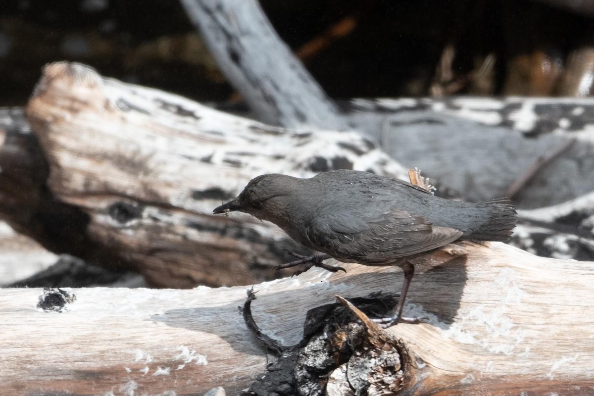 American Dipper - ML620291394