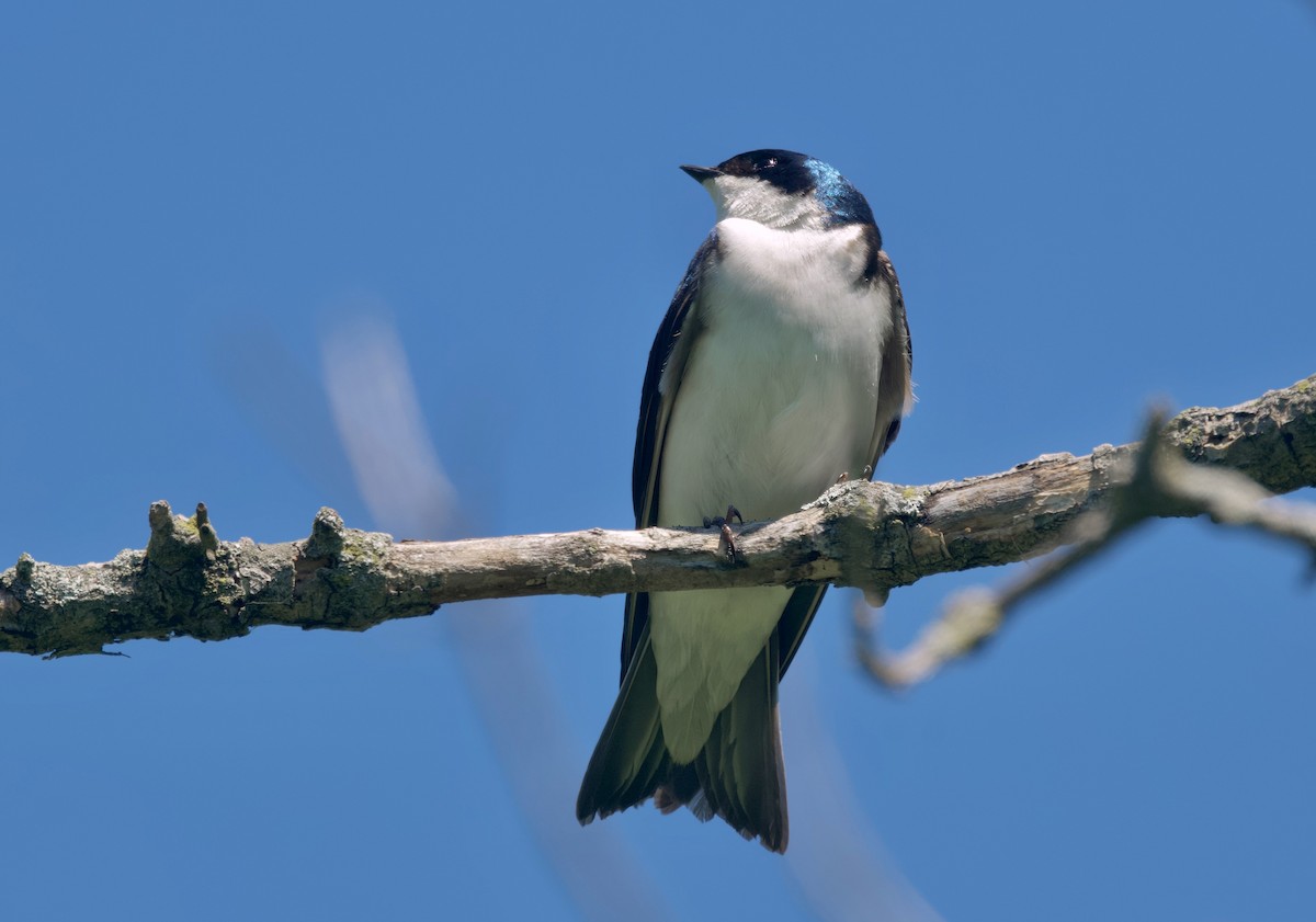 Tree Swallow - ML620291395