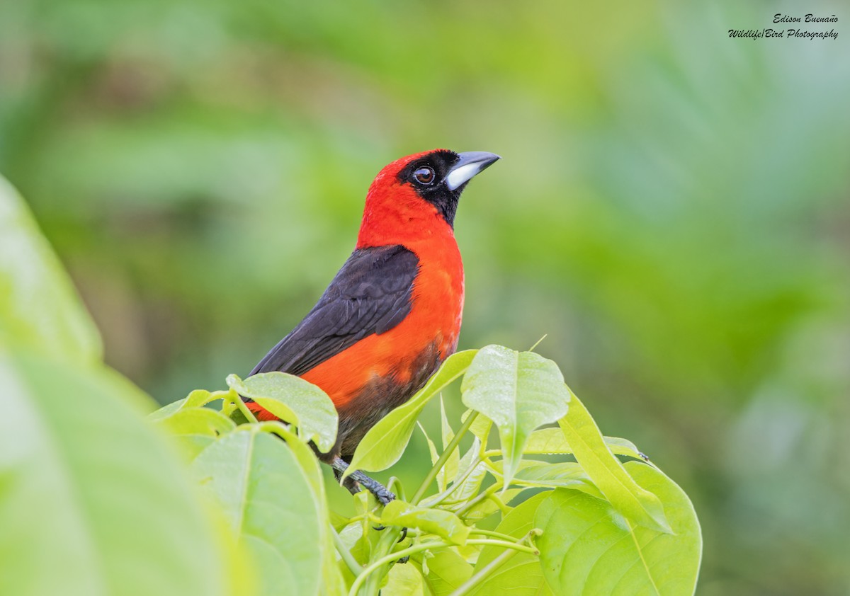 Masked Crimson Tanager - Edison Buenano