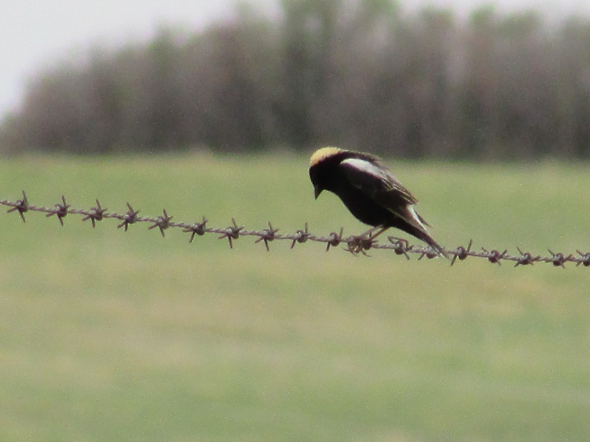 Bobolink - ML620291402