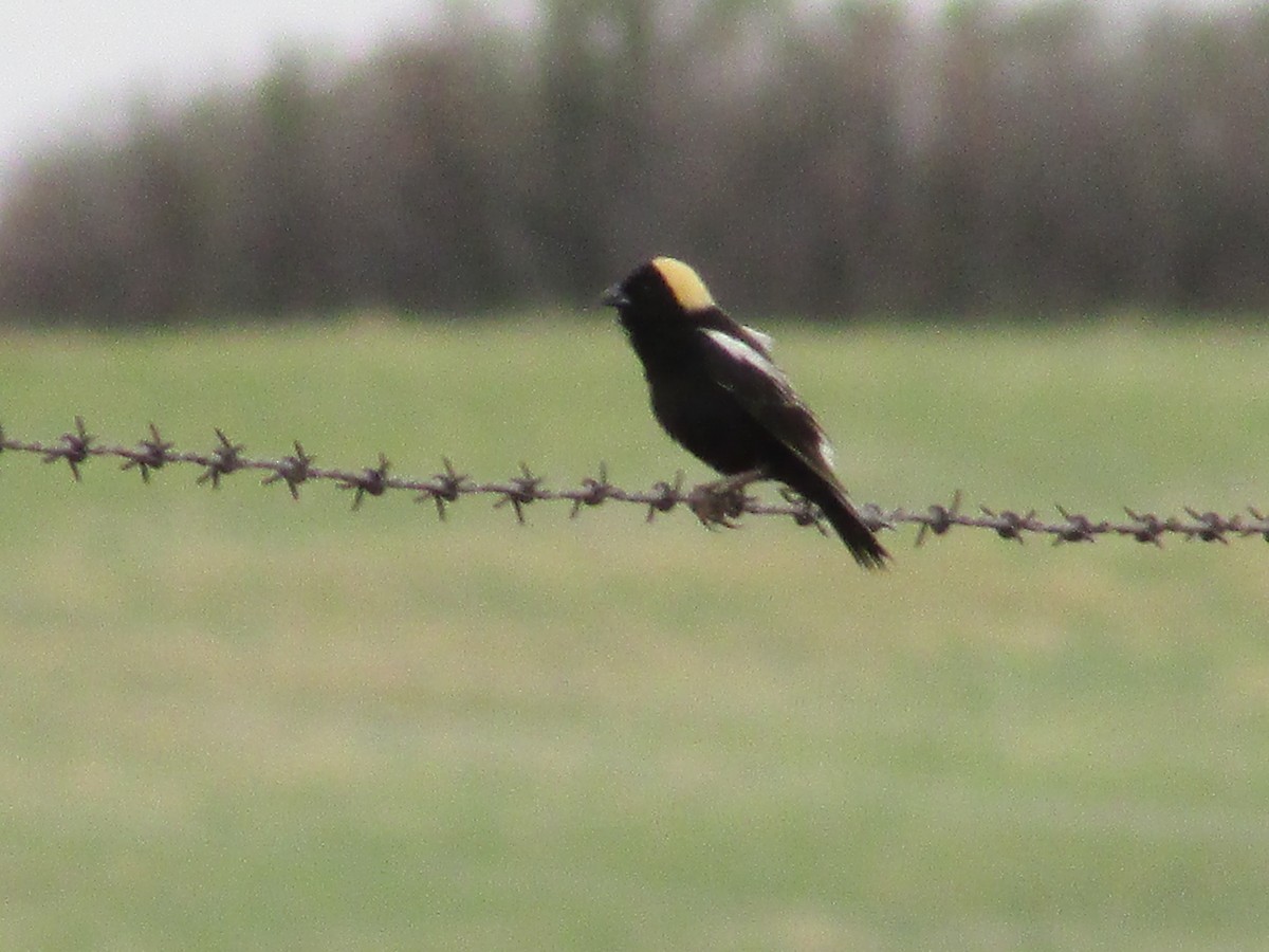 Bobolink - ML620291403