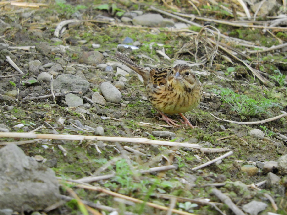 Black-faced Bunting - ML620291406