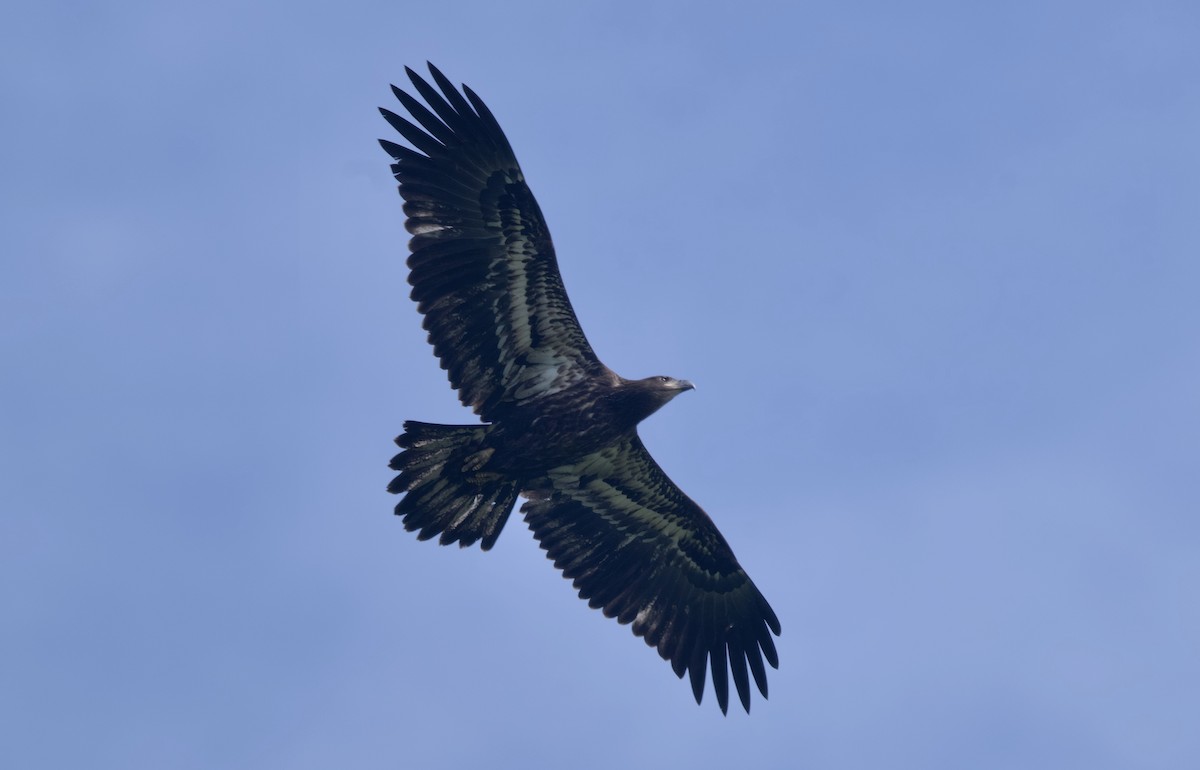 Bald Eagle - ML620291416