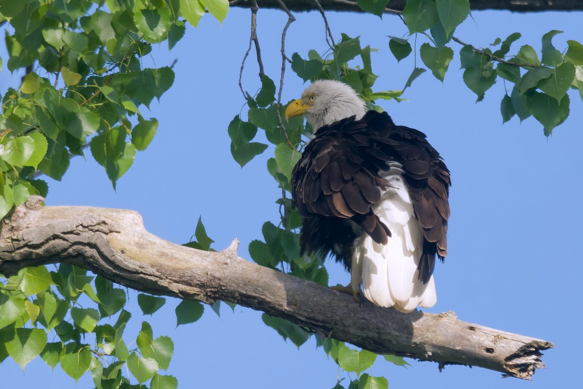 Bald Eagle - ML620291417