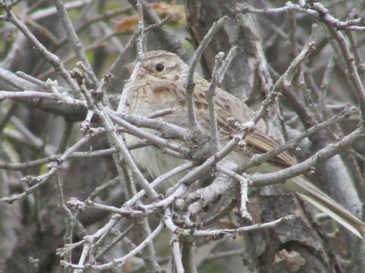 Vesper Sparrow - ML620291418